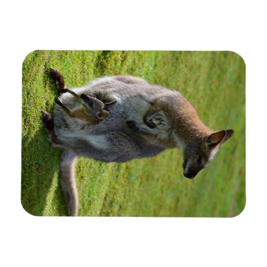 Roodnekkige behang en haar joey magneet (Horizontaal)