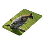 Roodnekkige behang en haar joey magneet (Linkerzijde)