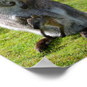 Roodnekkige behang en haar joey poster (Hoek)