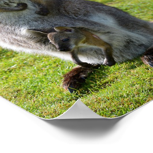 Roodnekkige behang en haar joey poster (Hoek)