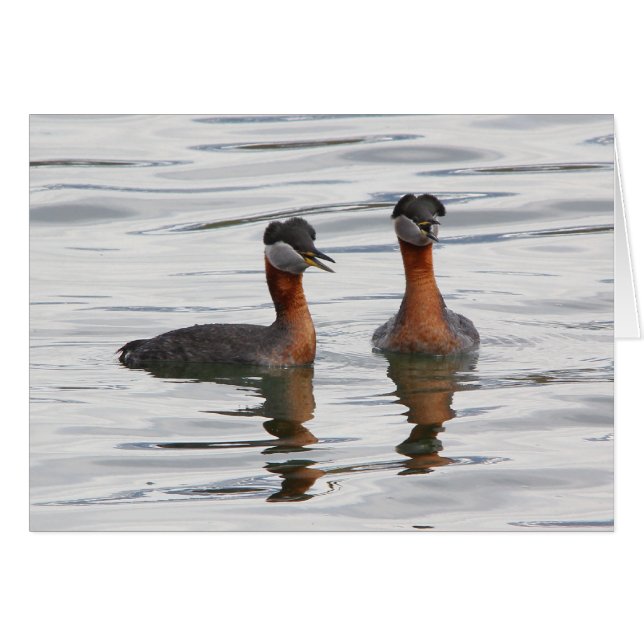 Roodnekkige Grebe III (Voorkant Horizontaal)