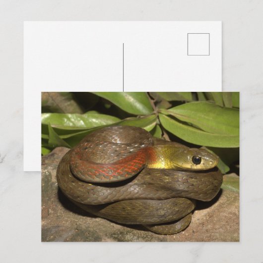 Roodnekkige keelback briefkaart (Voorkant / Achterkant)