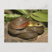 Roodnekkige keelback briefkaart (Voorkant)