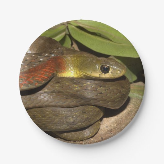 Roodnekkige keelback papieren bordje (Voorkant)