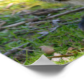 Roodnekkige wieg en briefkaart poster (Hoek)