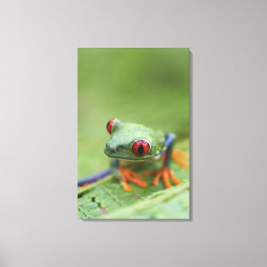 Roodogen boomkikker (Agalychnis callidryas) 2 Canvas Afdruk (Voorkant)