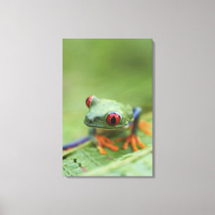 Roodogen boomkikker (Agalychnis callidryas) 2 Canvas Afdruk