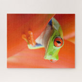 Roodogen boomkikker, jubelpuzzel legpuzzel (Horizontaal)