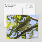 Roodogen Vireo Briefkaart (Voorkant / Achterkant)