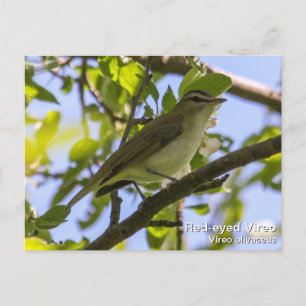 Roodogen Vireo Briefkaart