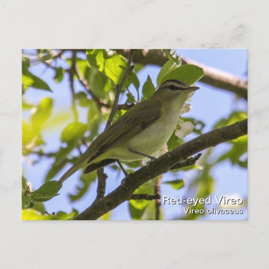 Roodogen Vireo Briefkaart (Voorkant)