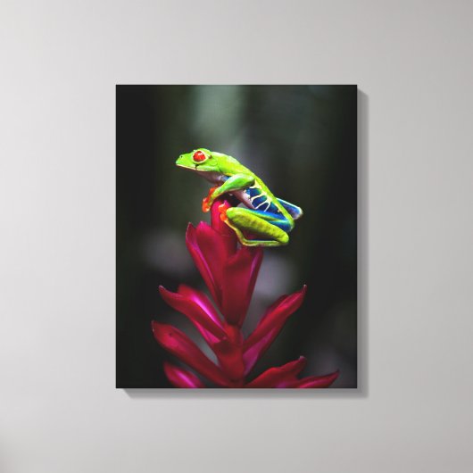 Roodogige Boomkikker Canvas Afdruk (Voorkant)
