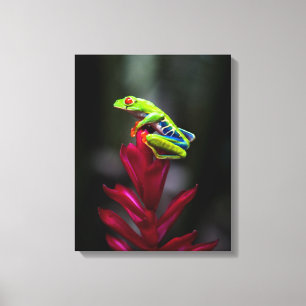 Roodogige Boomkikker Canvas Afdruk