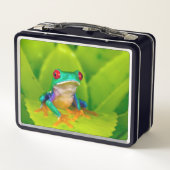 Roodogige boomkikker, Costa Rica (Achterkant)