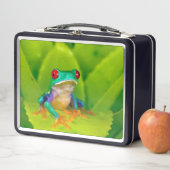 Roodogige boomkikker, Costa Rica (In situ)