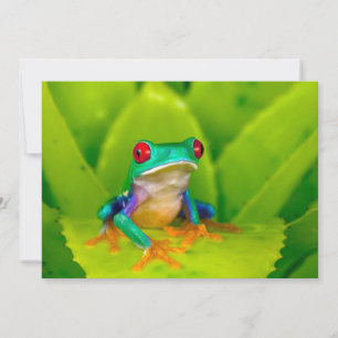 Roodogige boomkikker, Costa Rica Bedankkaart