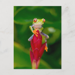 Roodogige boomkikker, Costa Rica Briefkaart