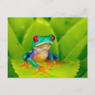 Roodogige boomkikker, Costa Rica Briefkaart