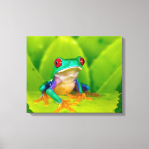 Roodogige boomkikker, Costa Rica Canvas Afdruk