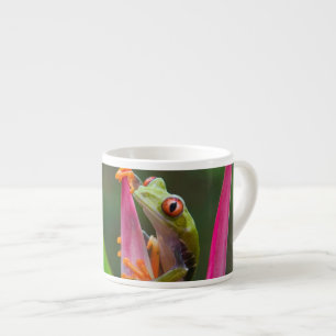 Roodogige boomkikker, Costa Rica Espresso Kop