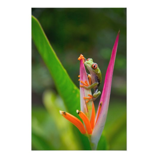 Roodogige boomkikker, Costa Rica Foto Afdruk (Voorkant)