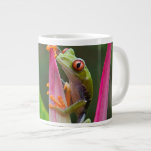Roodogige boomkikker, Costa Rica Grote Koffiekop