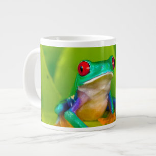 Roodogige boomkikker, Costa Rica Grote Koffiekop