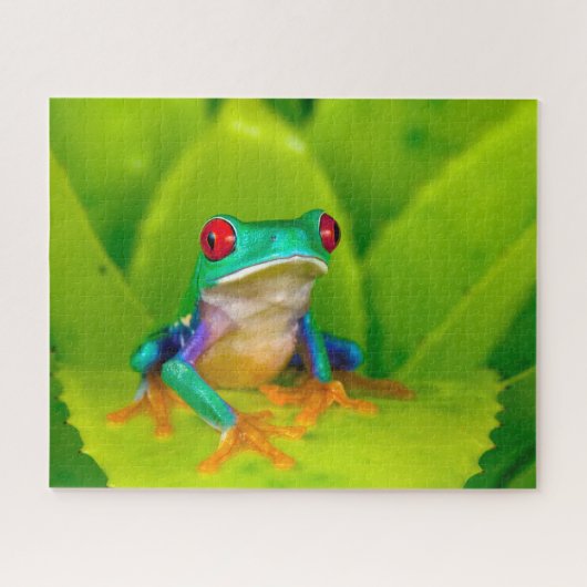 Roodogige boomkikker, Costa Rica Legpuzzel (Horizontaal)