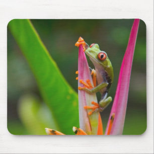 Roodogige boomkikker, Costa Rica Muismat