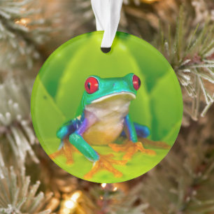 Roodogige boomkikker, Costa Rica Ornament