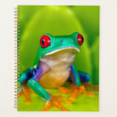 Roodogige boomkikker, Costa Rica Planner (Voorkant)