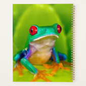 Roodogige boomkikker, Costa Rica Planner (Achterkant)