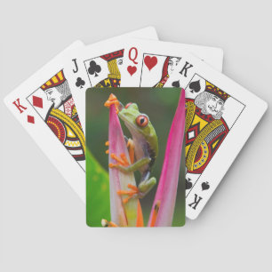 Roodogige boomkikker, Costa Rica Pokerkaarten