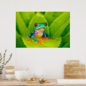 Roodogige boomkikker, Costa Rica Poster (Keuken)
