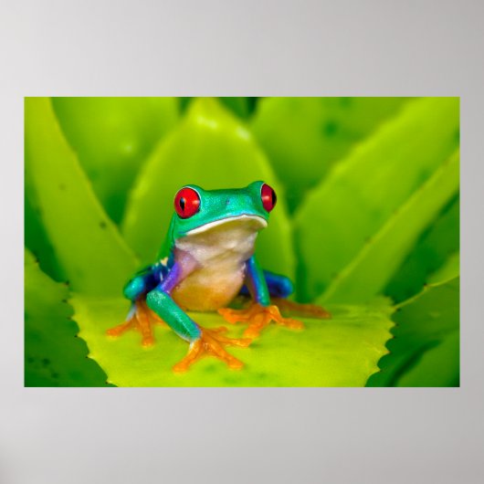 Roodogige boomkikker, Costa Rica Poster (Voorkant)