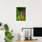 Roodogige boomkikker, Costa Rica Poster (Thuiskantoor)