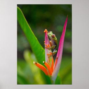 Roodogige boomkikker, Costa Rica Poster