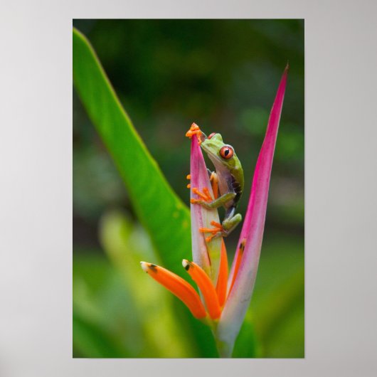 Roodogige boomkikker, Costa Rica Poster (Voorkant)