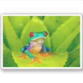 Roodogige boomkikker, Costa Rica Sticker (Voorkant)