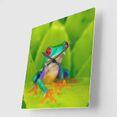 Roodogige boomkikker, Costa Rica Vierkante Klok (Hoek)