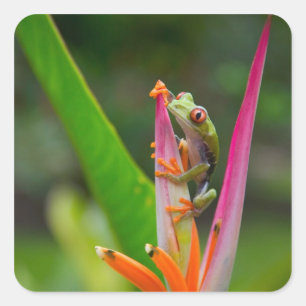 Roodogige boomkikker, Costa Rica Vierkante Sticker