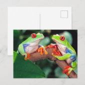 Roodogige Boomkikker Paar, Agalychinis callidryas, Briefkaart (Voorkant / Achterkant)