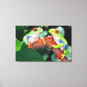 Roodogige Boomkikker Paar, Agalychinis callidryas, Canvas Afdruk