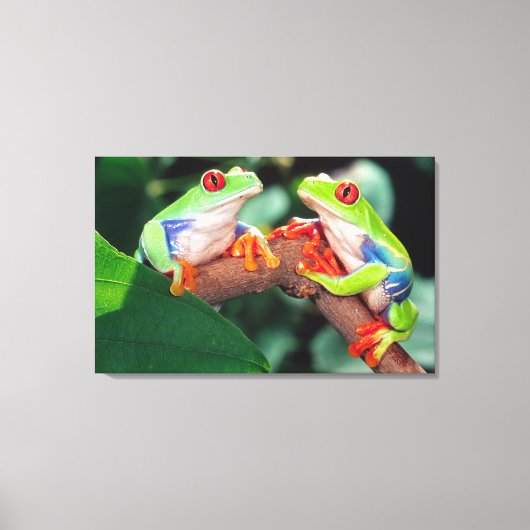 Roodogige Boomkikker Paar, Agalychinis callidryas, Canvas Afdruk (Voorkant)