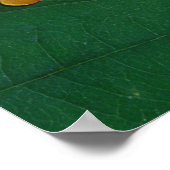 Roodogige Boomkikker Paar, Agalychinis callidryas, Poster (Hoek)