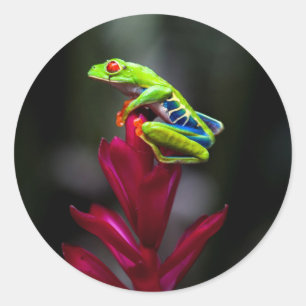 Roodogige Boomkikker Ronde Sticker