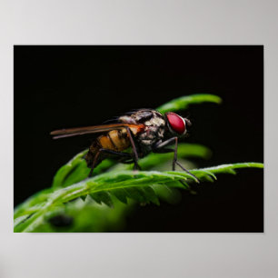 Roodogige Vlieg op een Groene Blad Poster