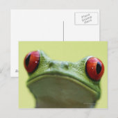 Roodoogboomkikker (Agalychnis callidryas) Briefkaart (Voorkant / Achterkant)