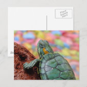 Roodoorschildpad Briefkaart (Voorkant / Achterkant)