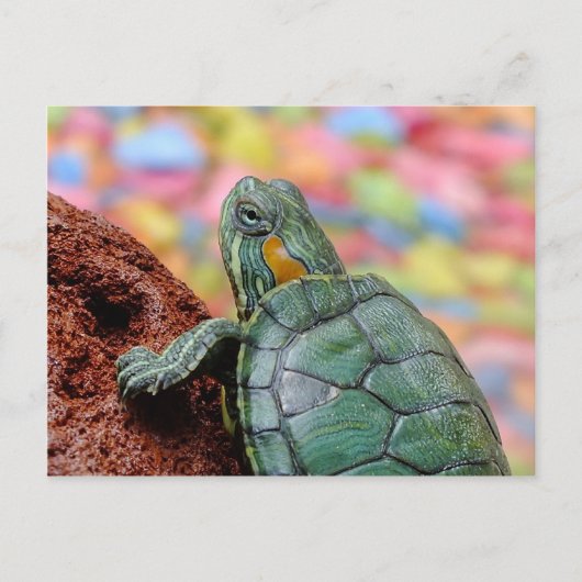 Roodoorschildpad Briefkaart (Voorkant)